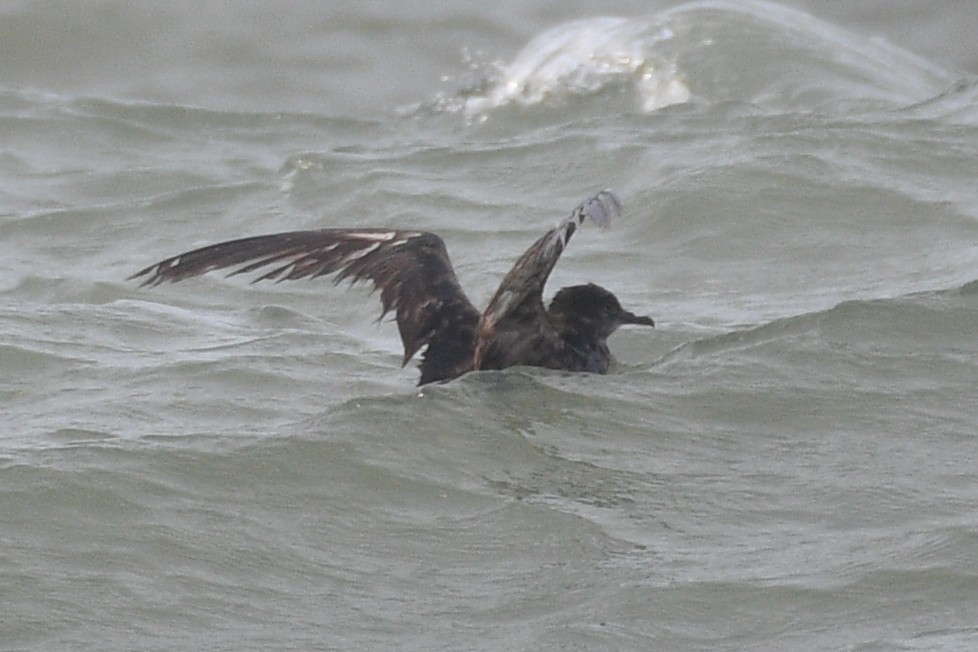 Short-tailed Shearwater - ML620093130