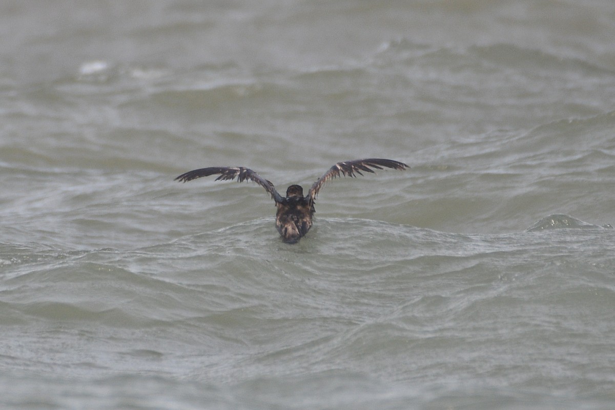 Short-tailed Shearwater - ML620093131