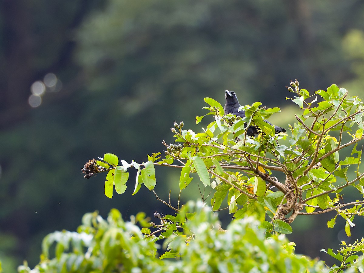 Slender-billed Crow - ML620093142