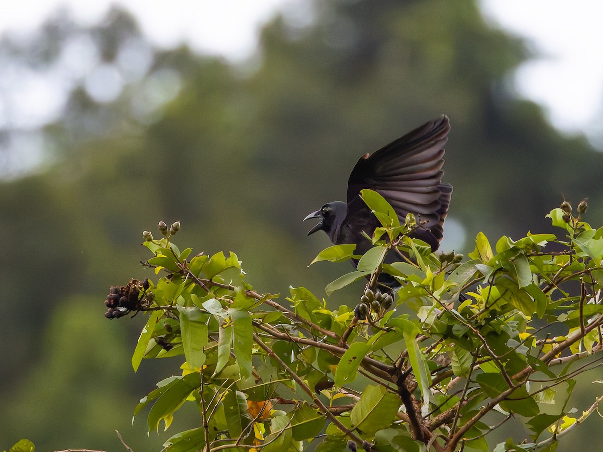 Sierra Madre Crow - ML620093143