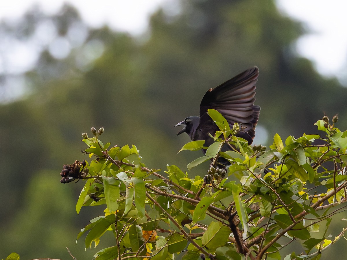 Slender-billed Crow - ML620093143