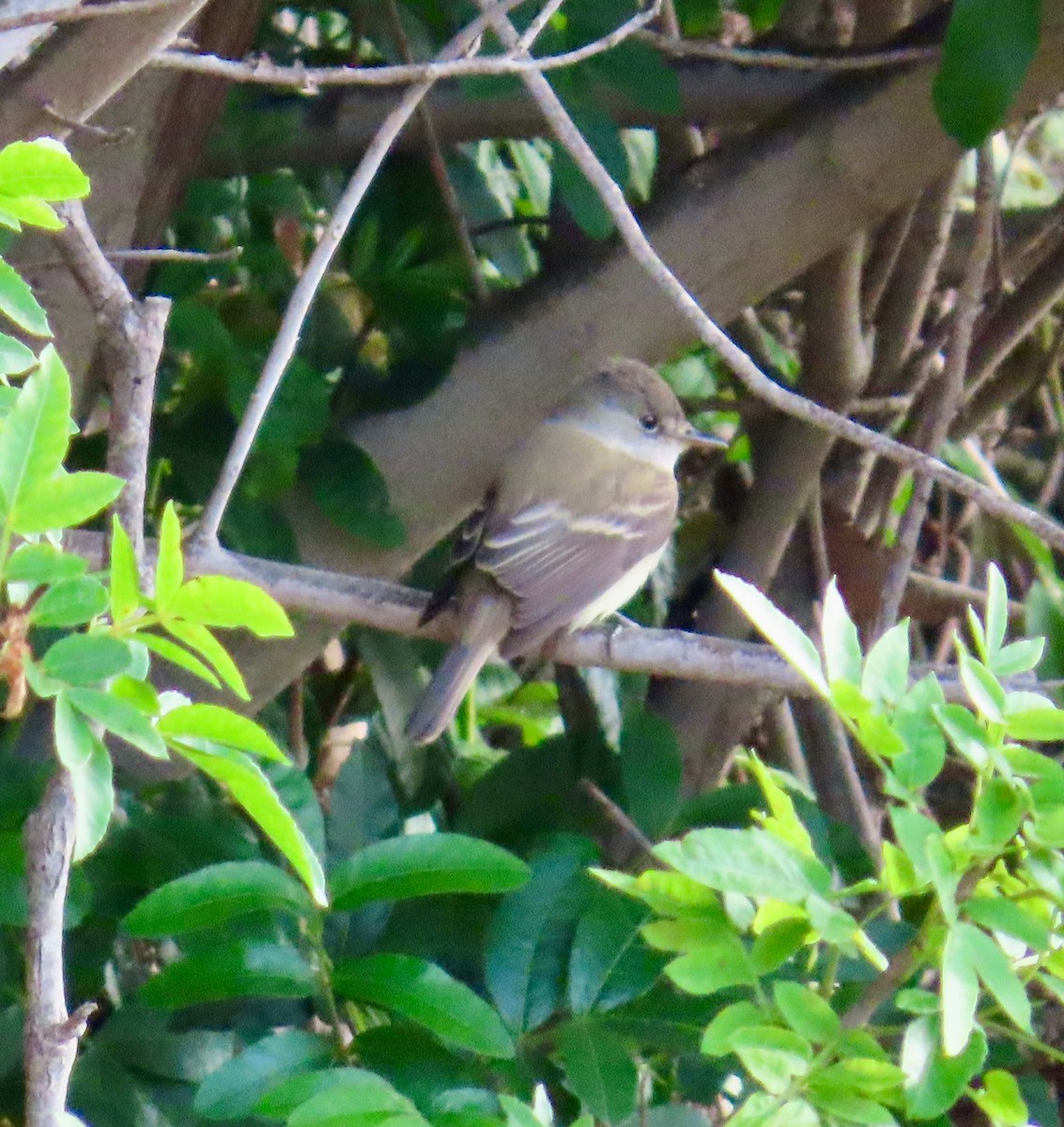 Willow Flycatcher - ML620093157