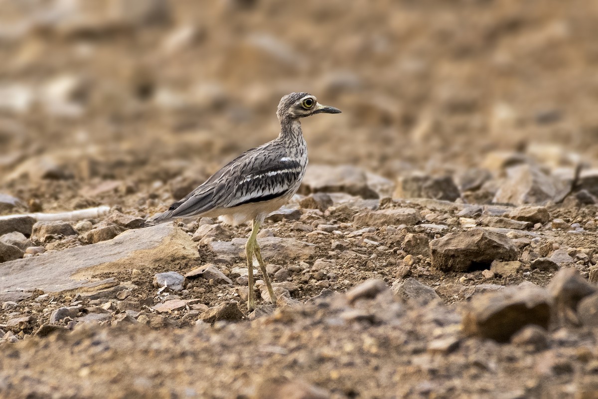 Indian Thick-knee - ML620093176