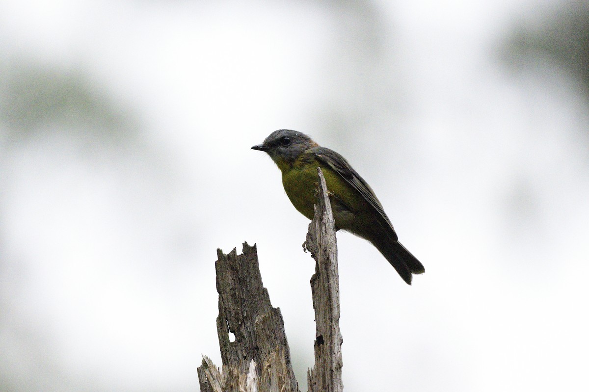 Eastern Yellow Robin - ML620093203