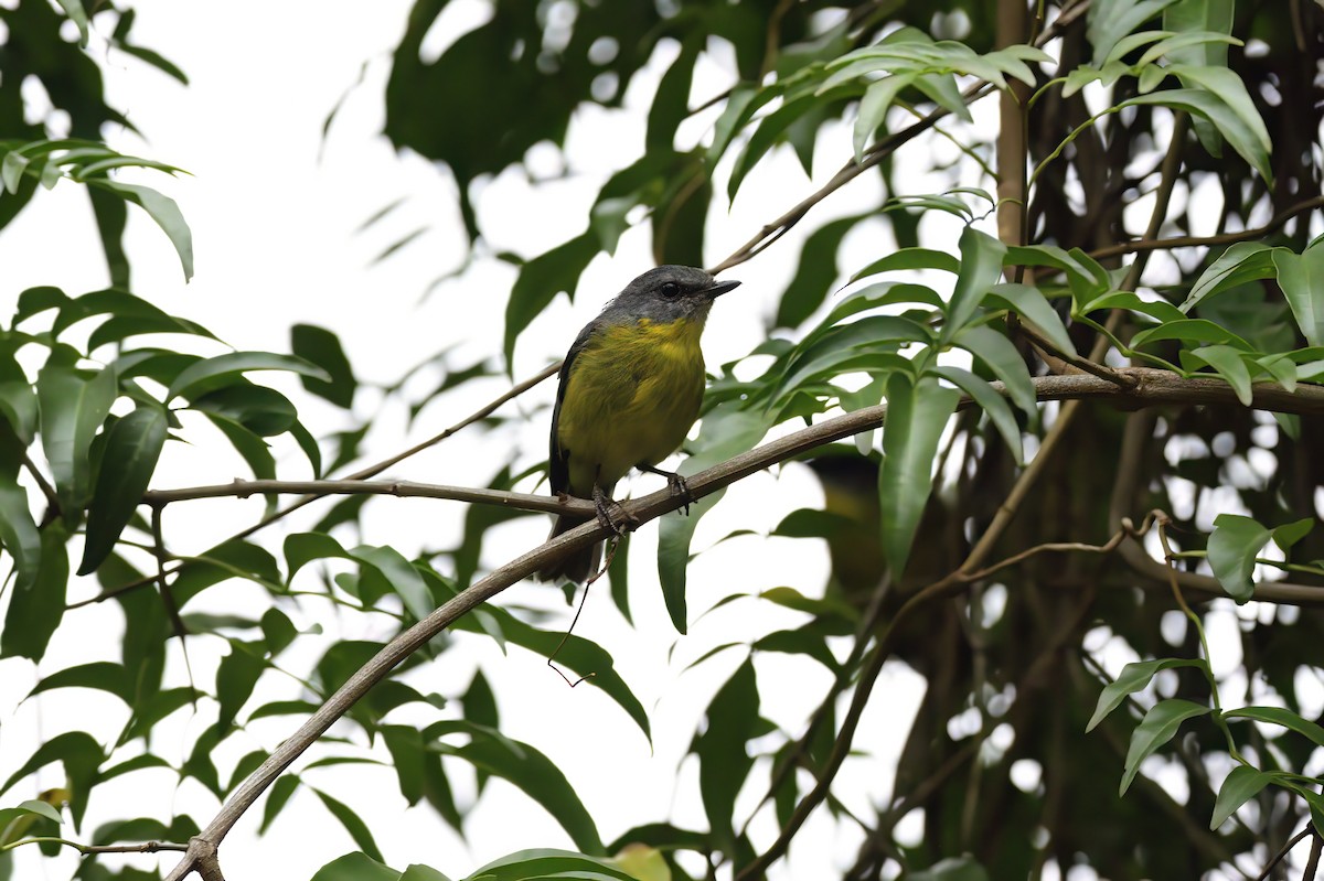 Eastern Yellow Robin - ML620093215