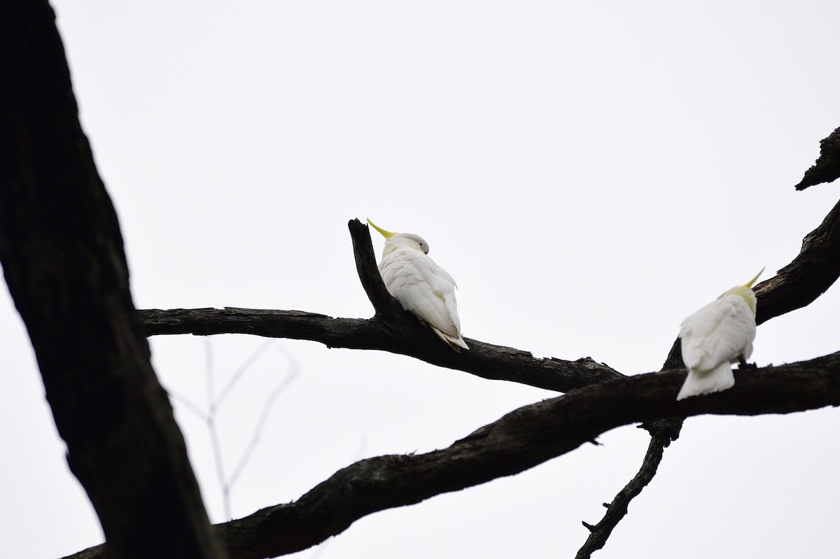 Sulphur-crested Cockatoo - ML620093220