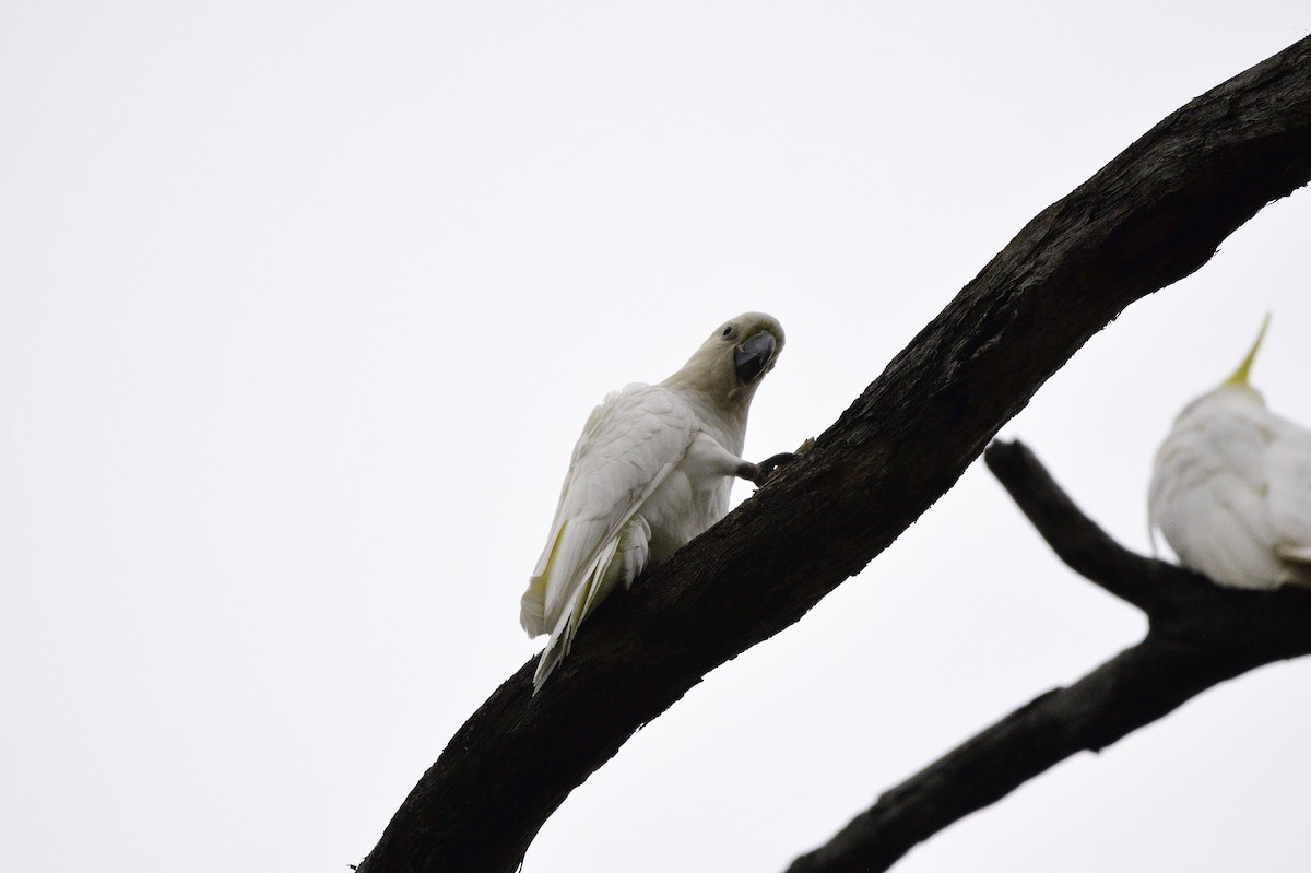 Cacatúa Galerita - ML620093221