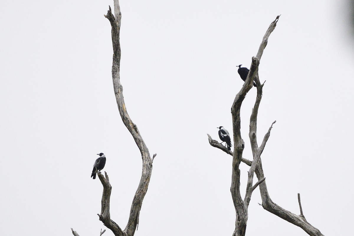 Australian Magpie - ML620093225