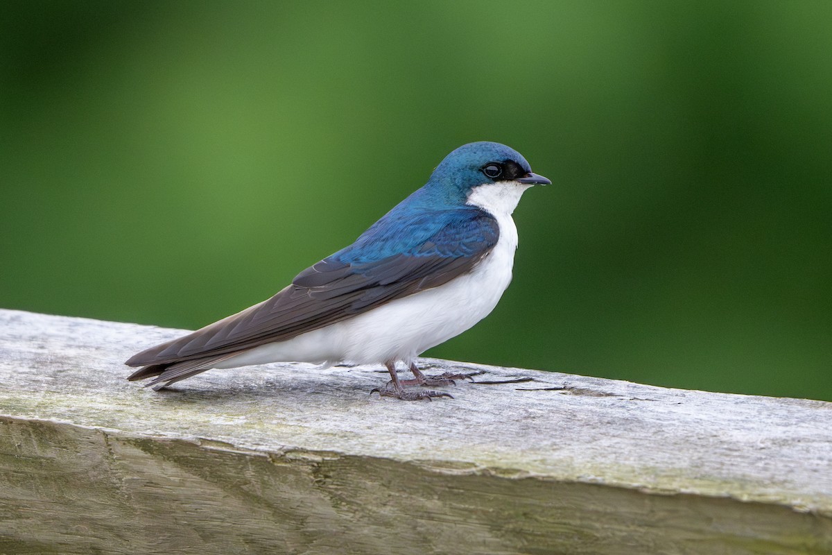 Tree Swallow - ML620093230