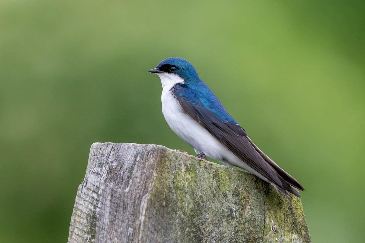 Golondrina Bicolor - ML620093238