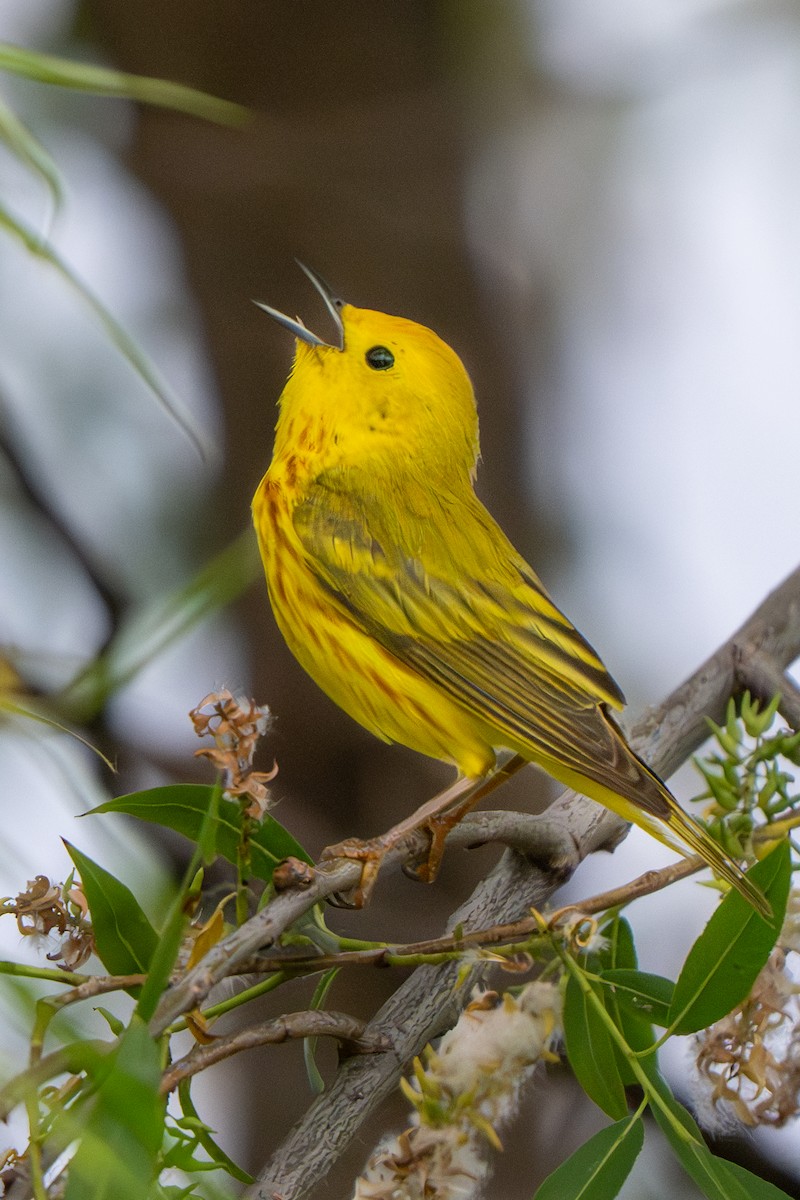 Paruline jaune - ML620093244