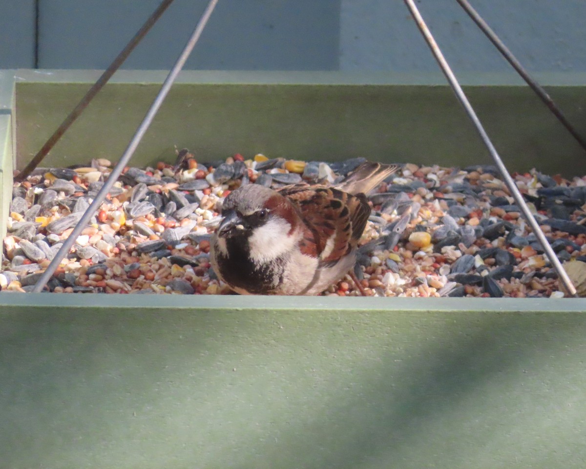 House Sparrow - ML620093247