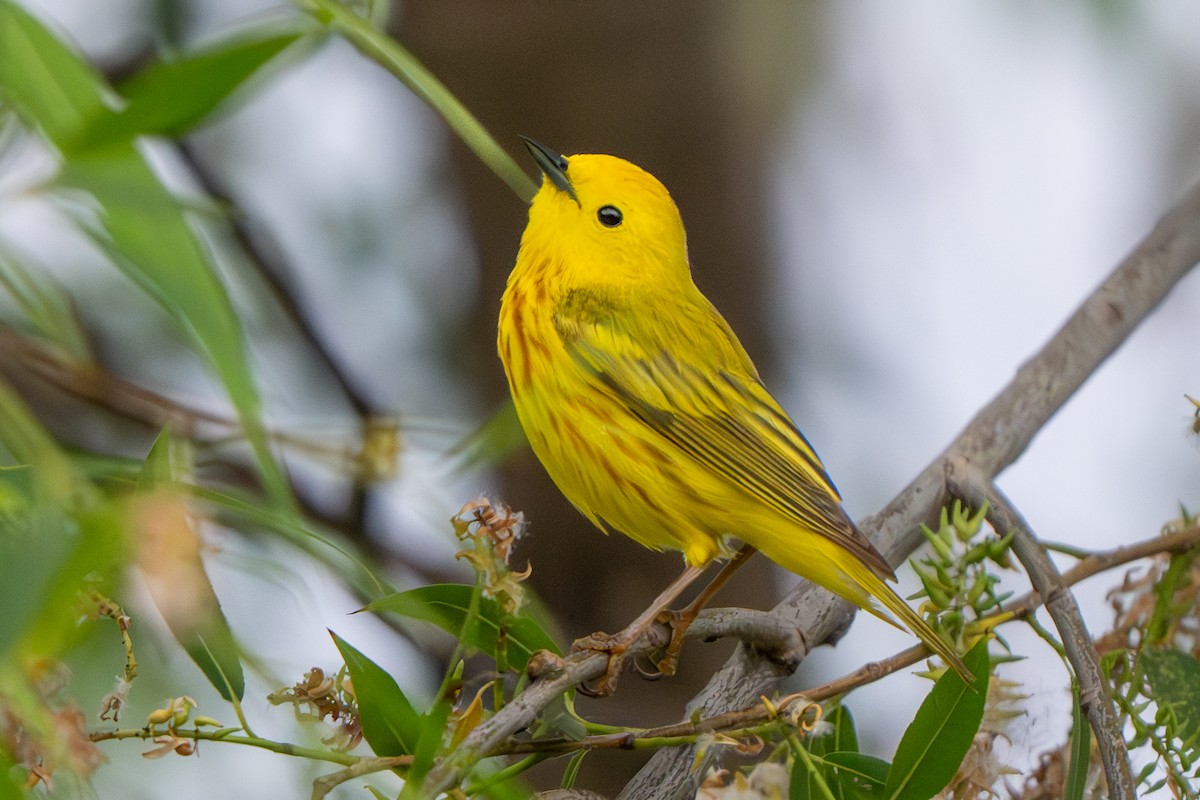 Paruline jaune - ML620093259