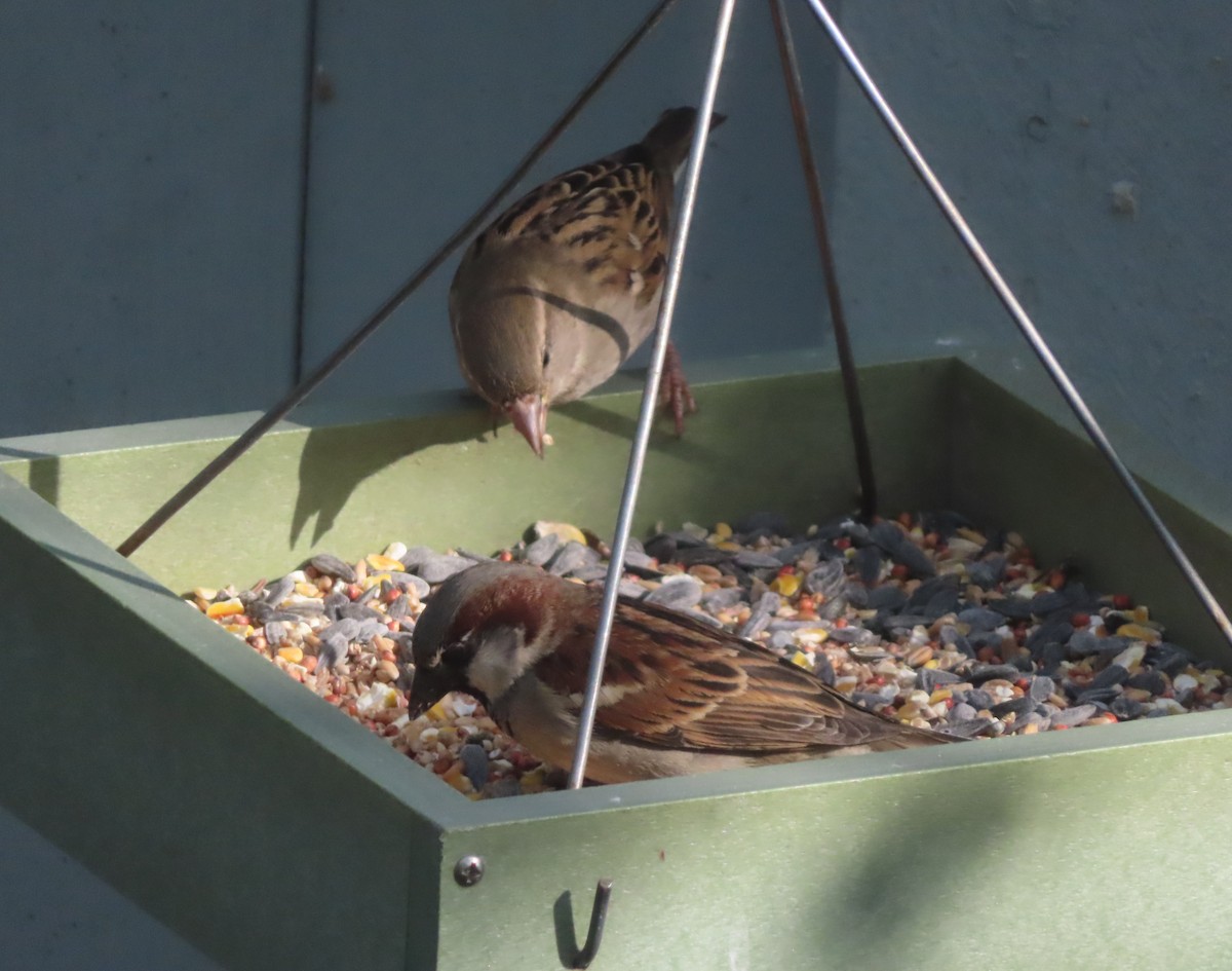 House Sparrow - ML620093261