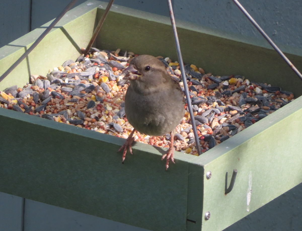 House Sparrow - ML620093262