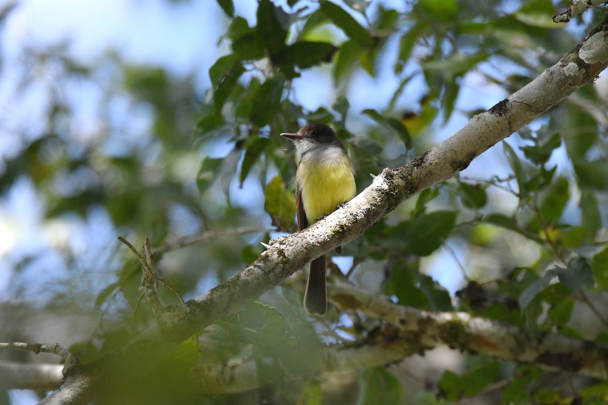 Yucatan Flycatcher - ML620093264