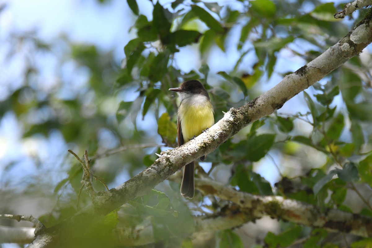 Yucatan Flycatcher - ML620093265