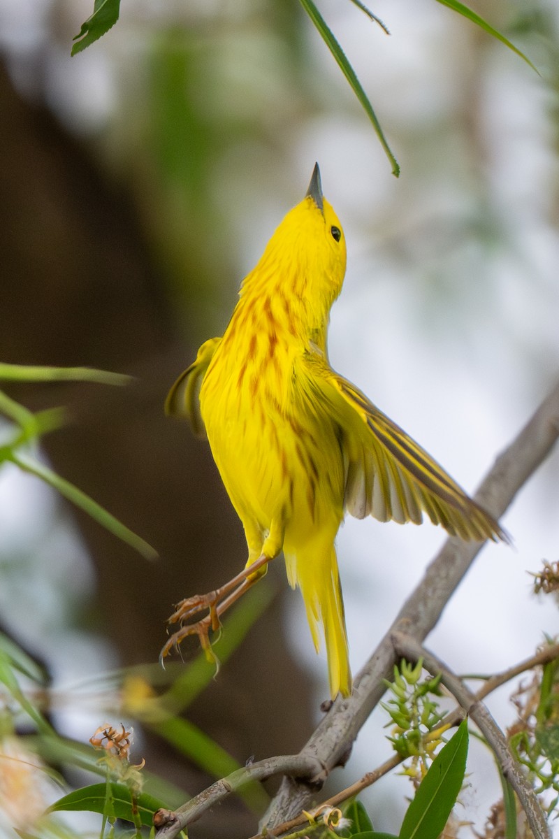 Yellow Warbler - Nadine Bluemel