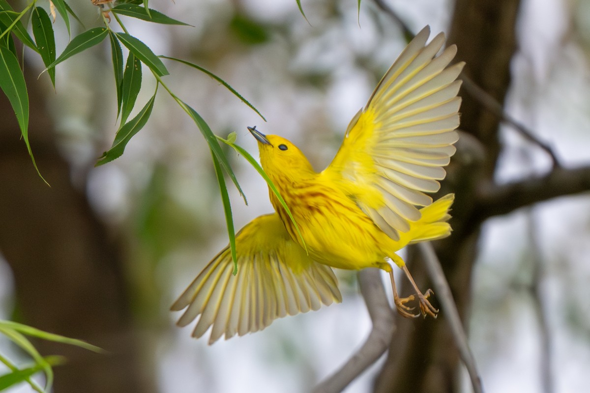 Yellow Warbler - ML620093275