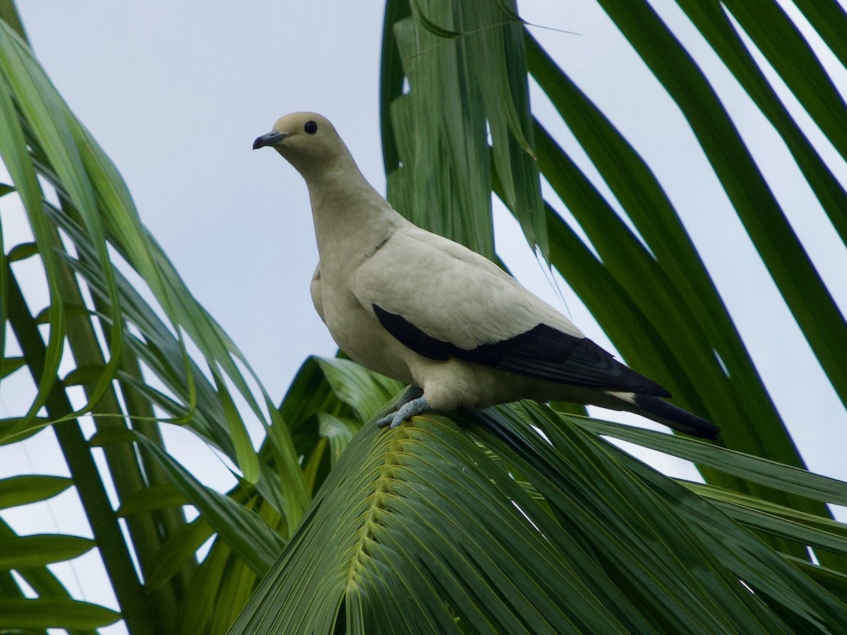 Pied Imperial-Pigeon - ML620093283