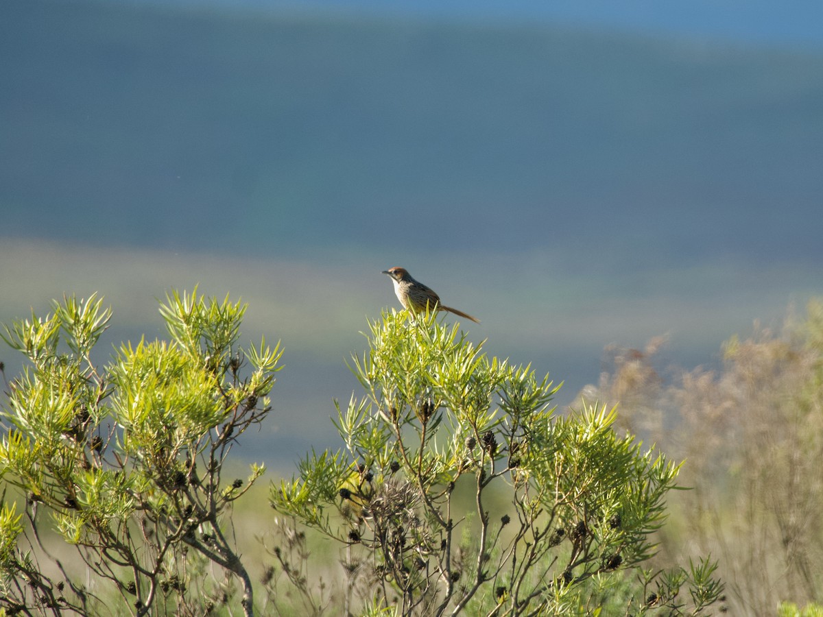 Cape Grassbird - Nick Leiby