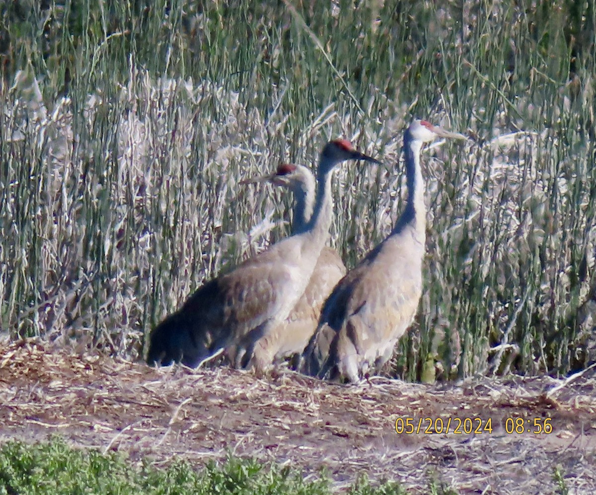 Sandhill Crane - ML620093320