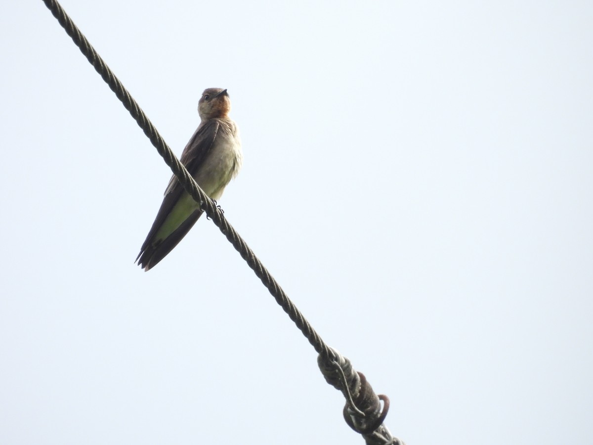 Southern Rough-winged Swallow - ML620093332