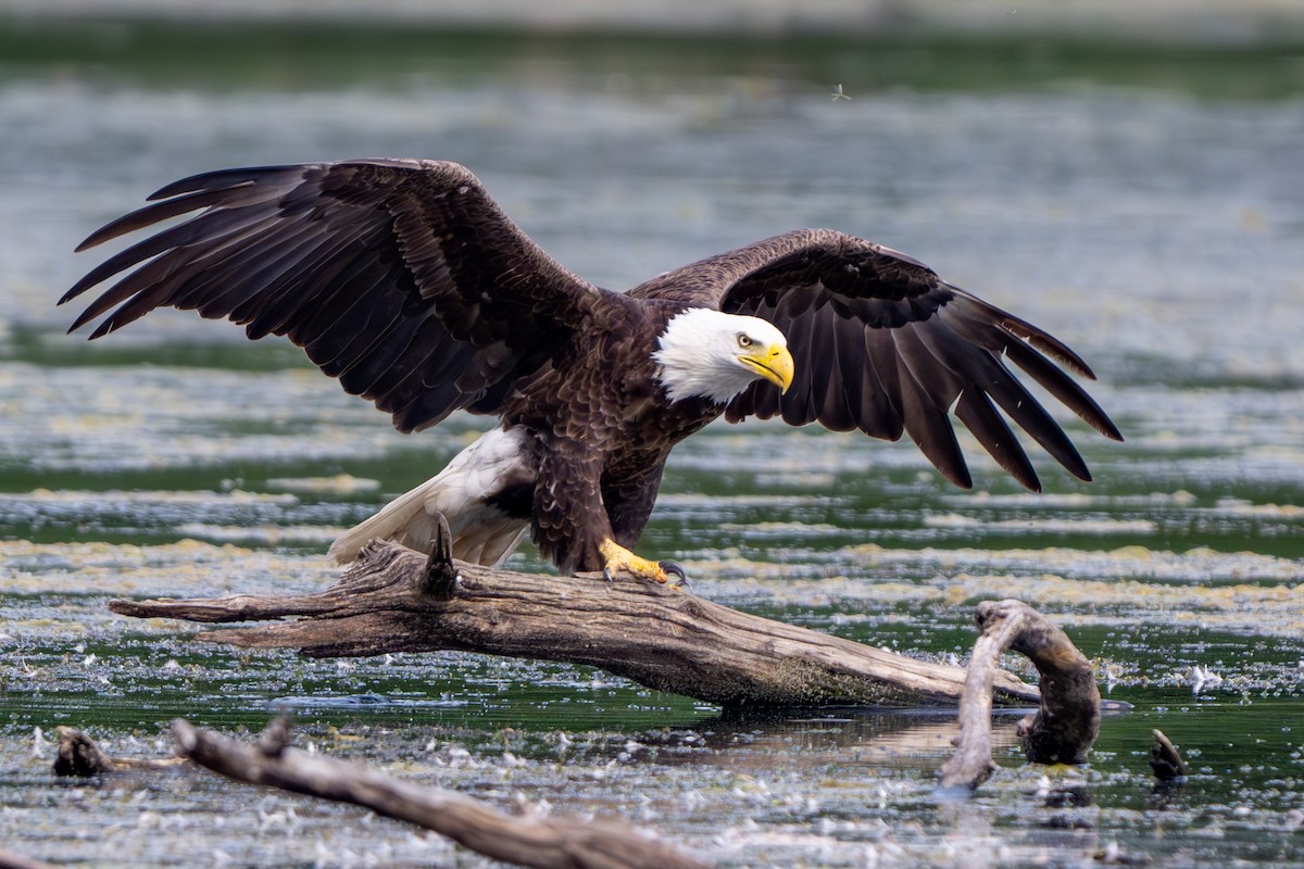 Bald Eagle - ML620093333