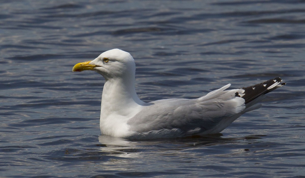 Herring Gull - ML620093334