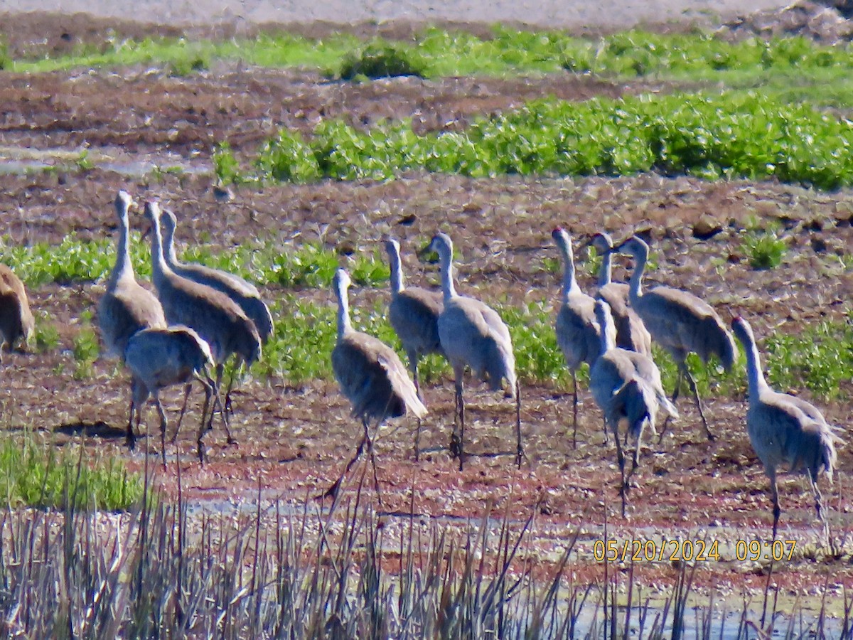 Grulla Canadiense - ML620093339