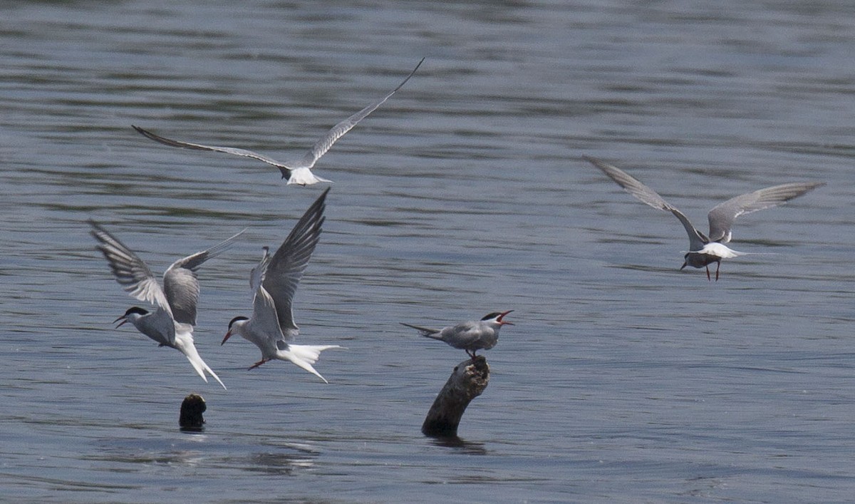 Common Tern - ML620093342