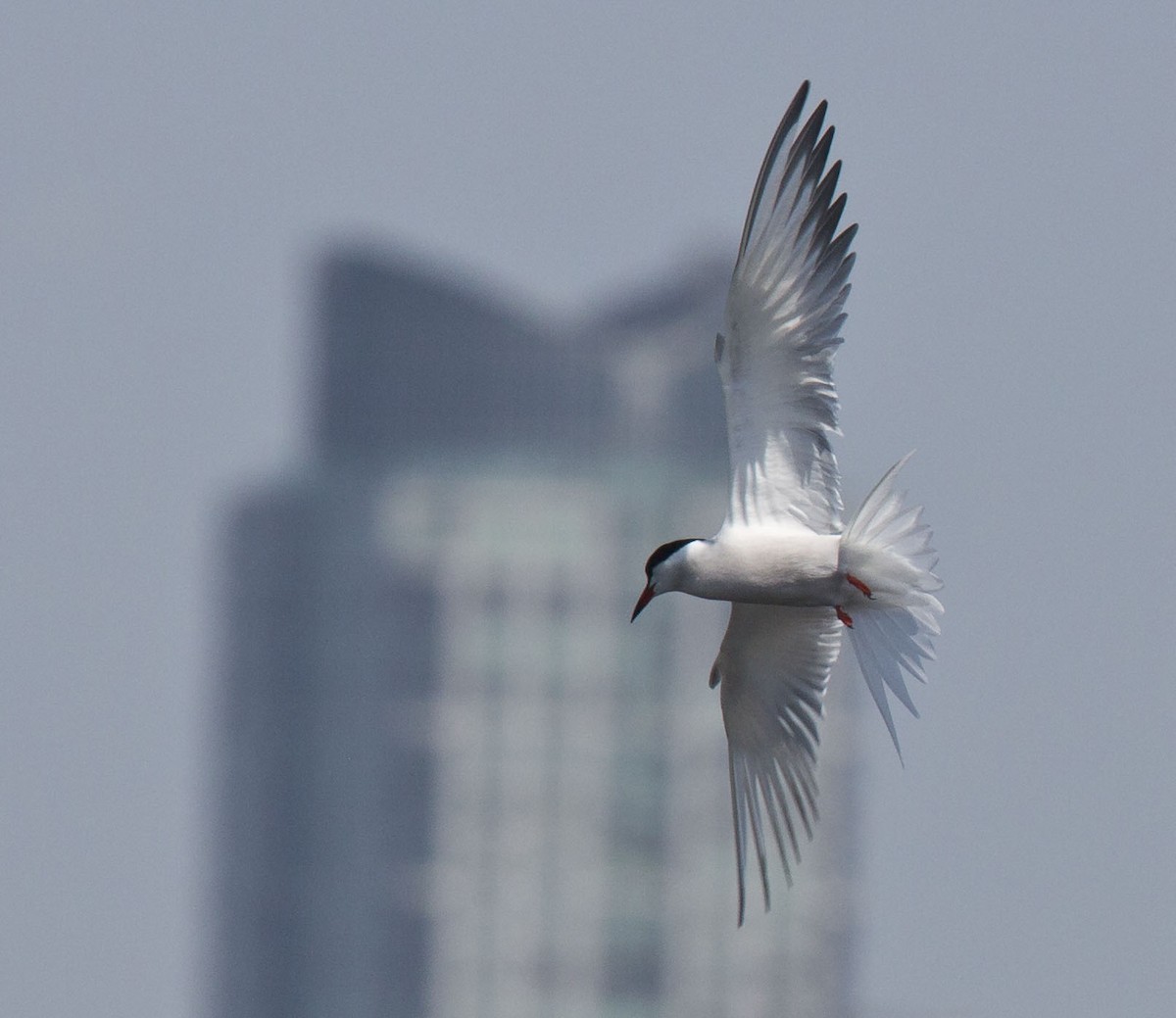 Common Tern - ML620093343