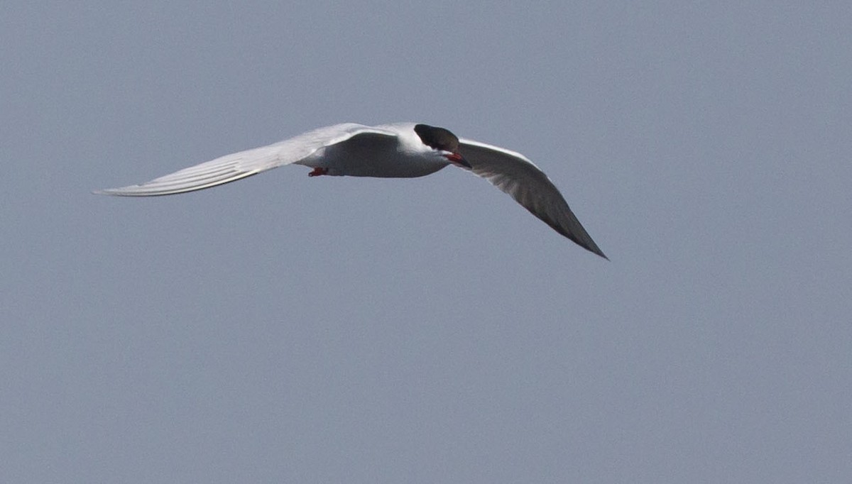 Common Tern - ML620093344