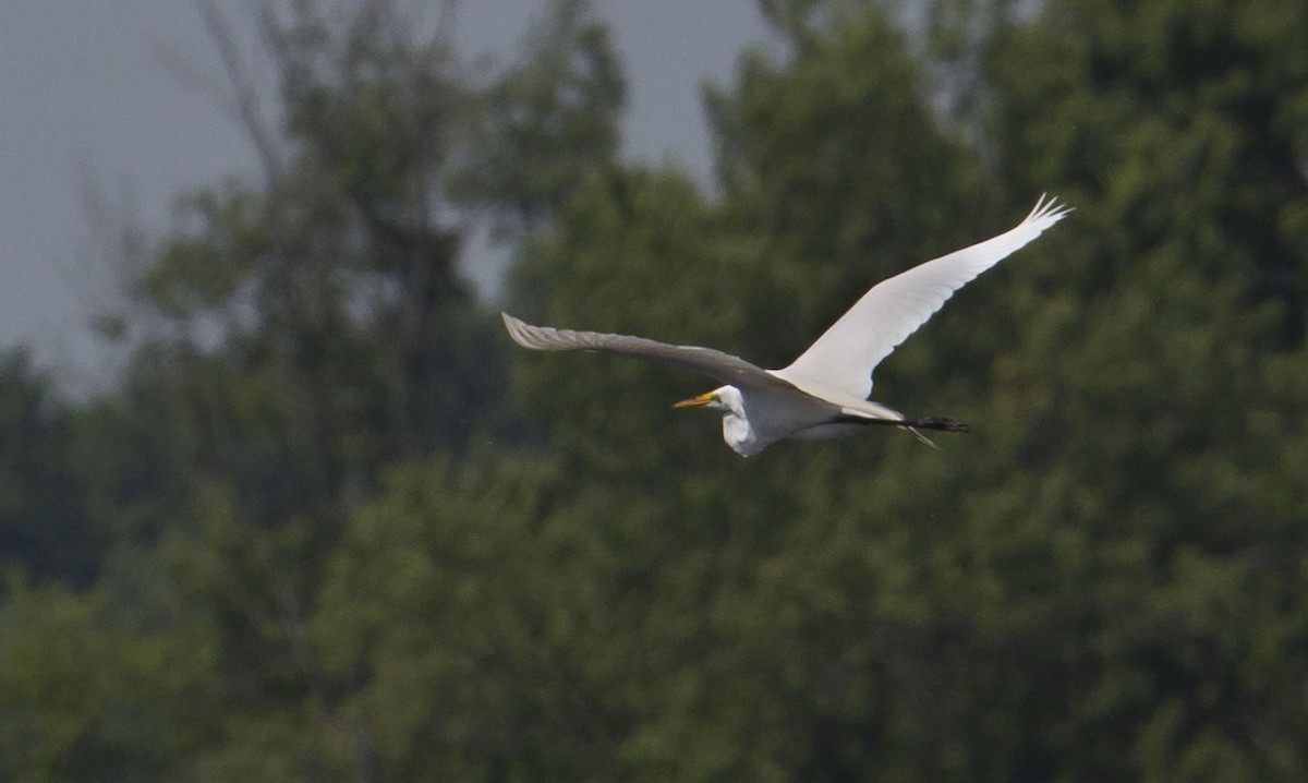 Grande Aigrette - ML620093346