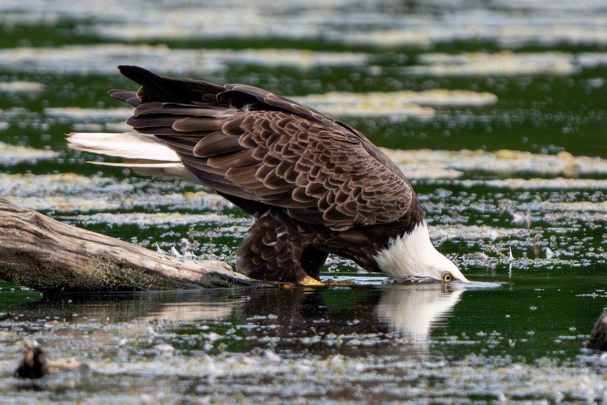 Bald Eagle - ML620093356