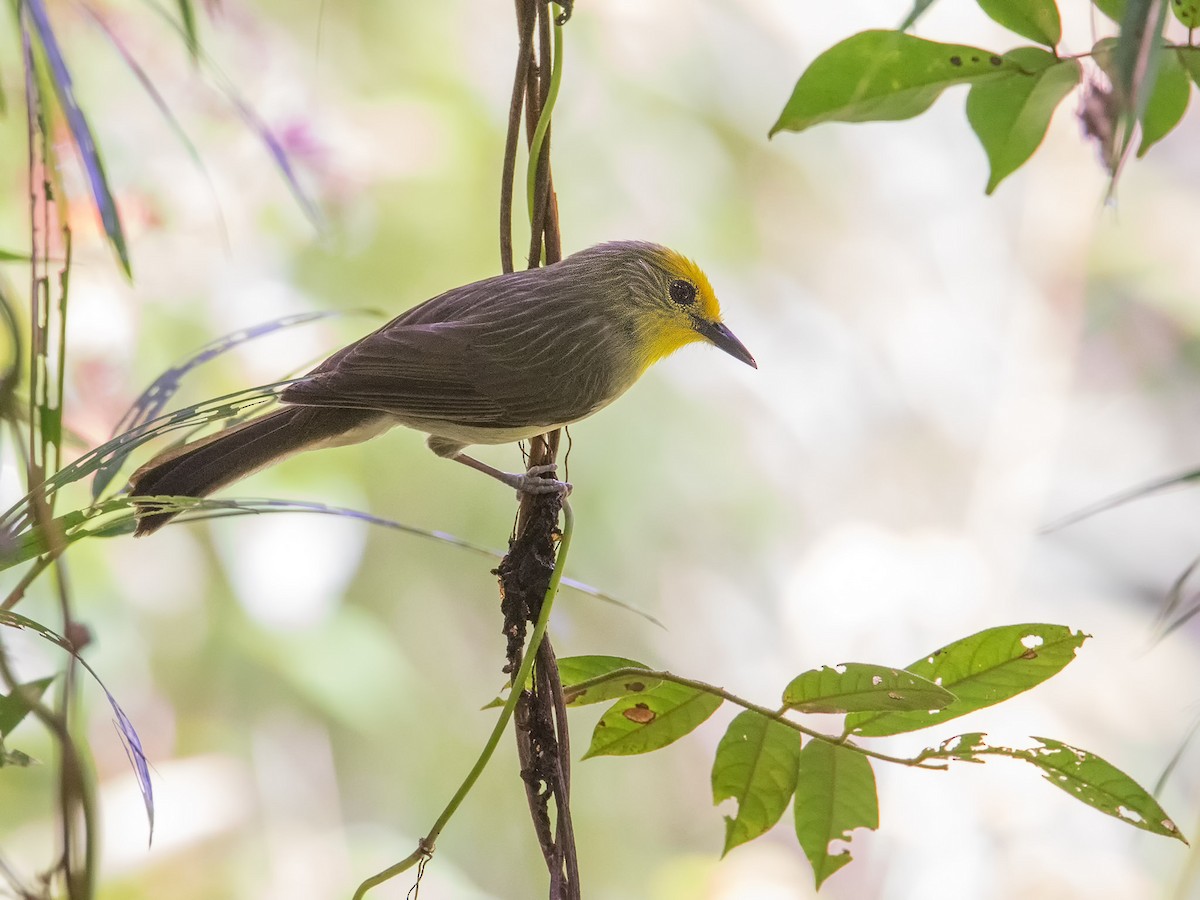 Goldkappen-Brillenvogel - ML620093365