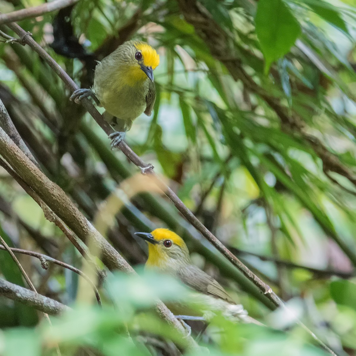 Goldkappen-Brillenvogel - ML620093366