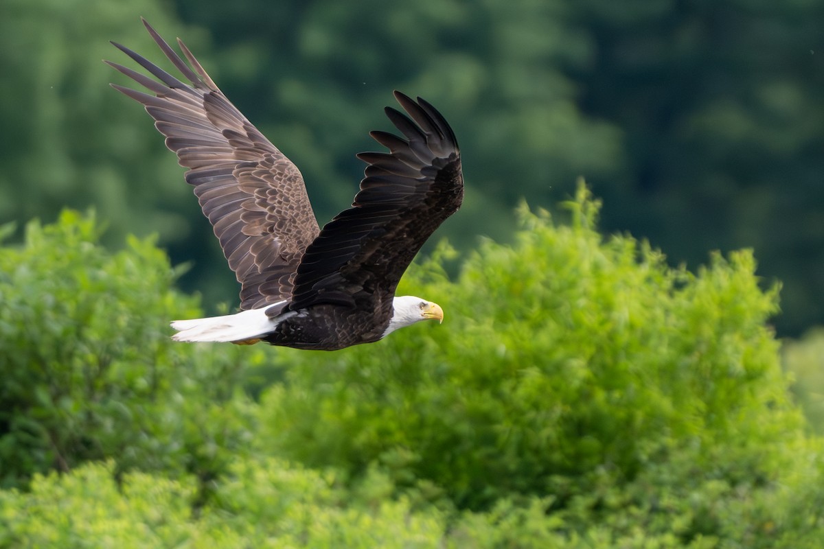 Bald Eagle - ML620093367