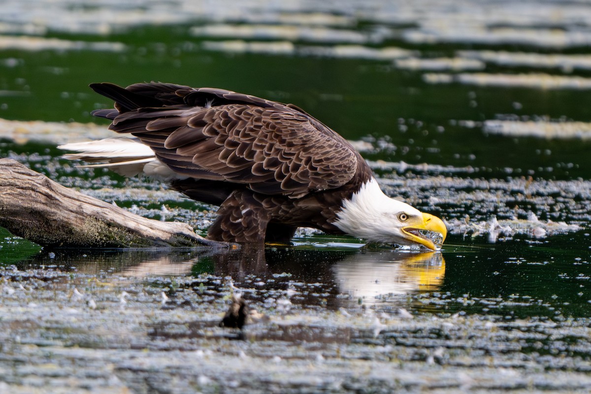 Weißkopf-Seeadler - ML620093371