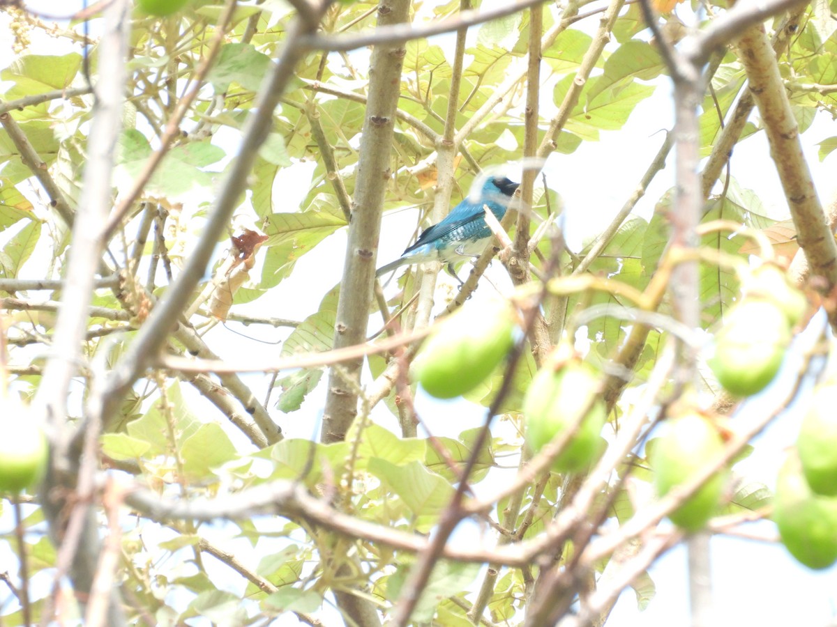 Swallow Tanager - ML620093377