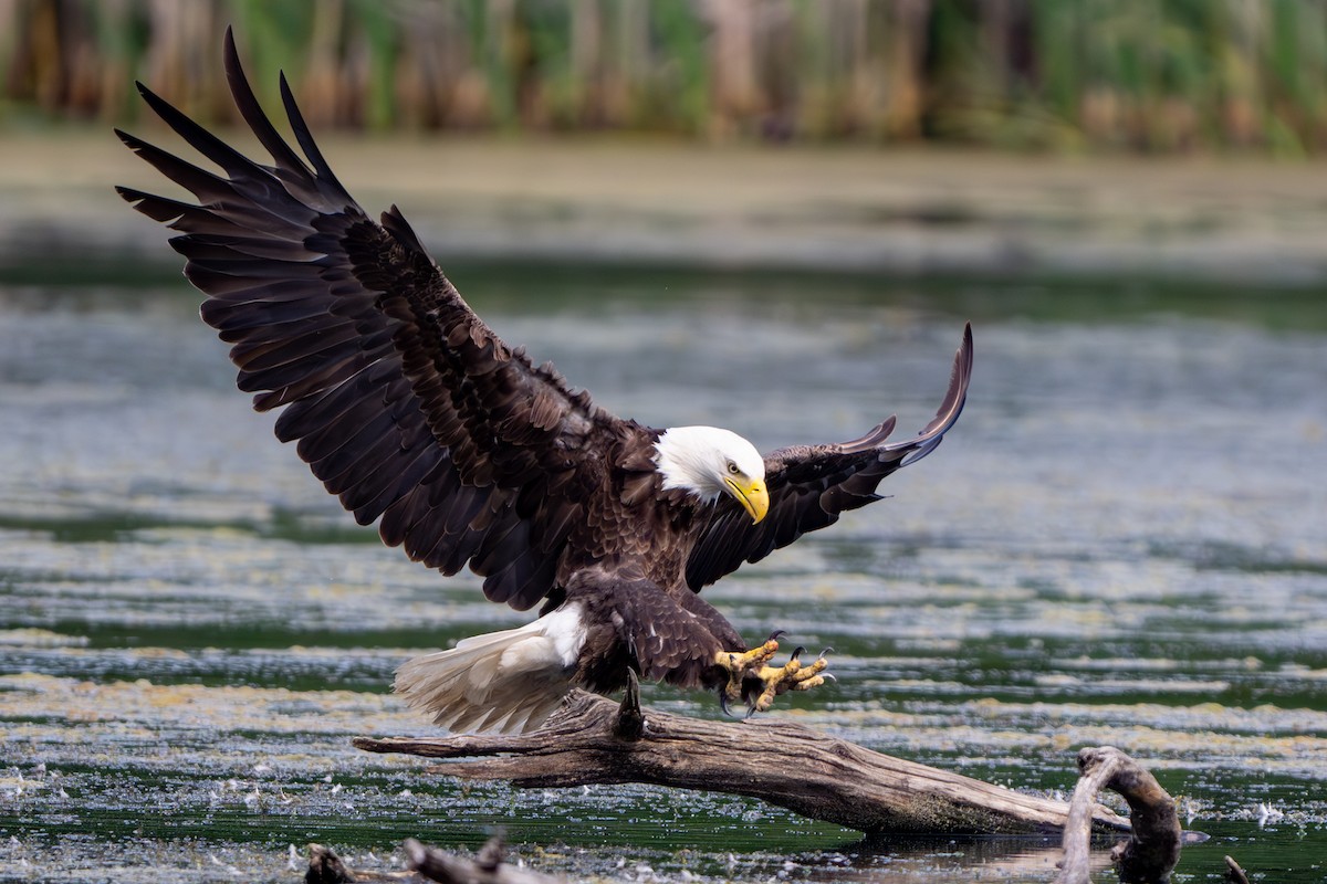 Bald Eagle - ML620093379