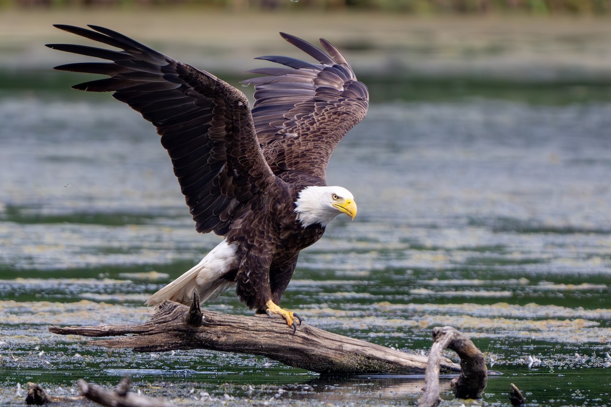 Bald Eagle - ML620093381