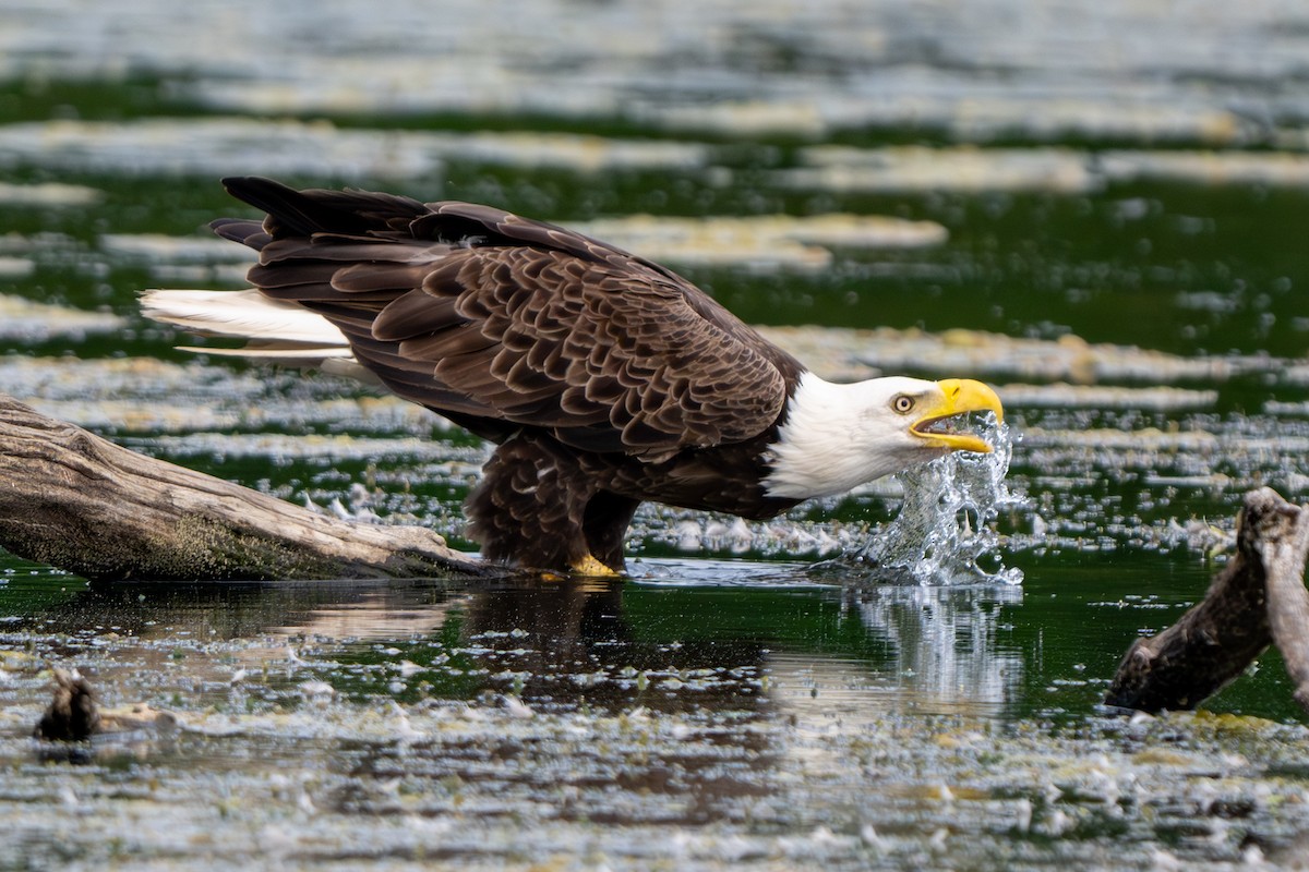 Weißkopf-Seeadler - ML620093383