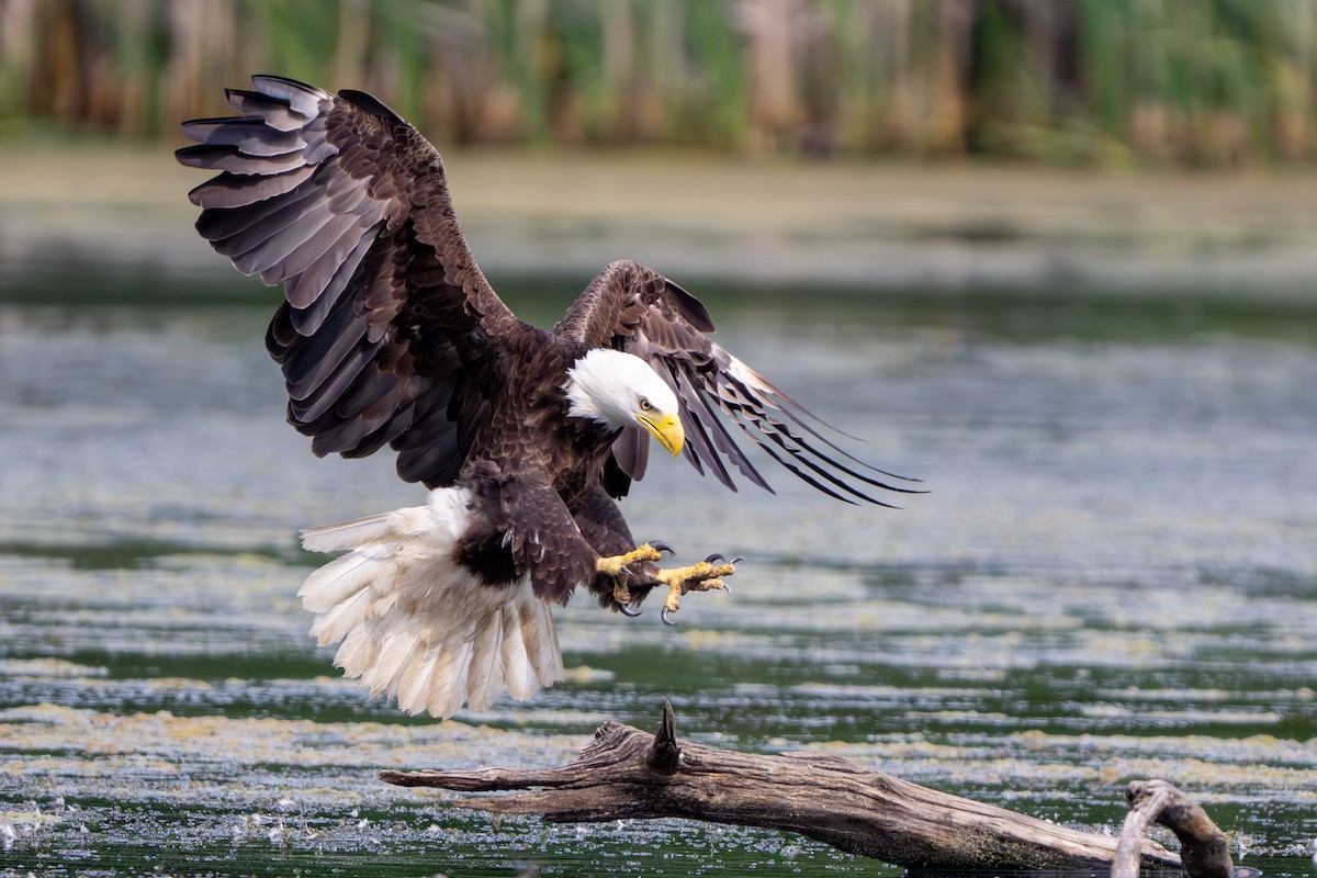 Bald Eagle - ML620093389