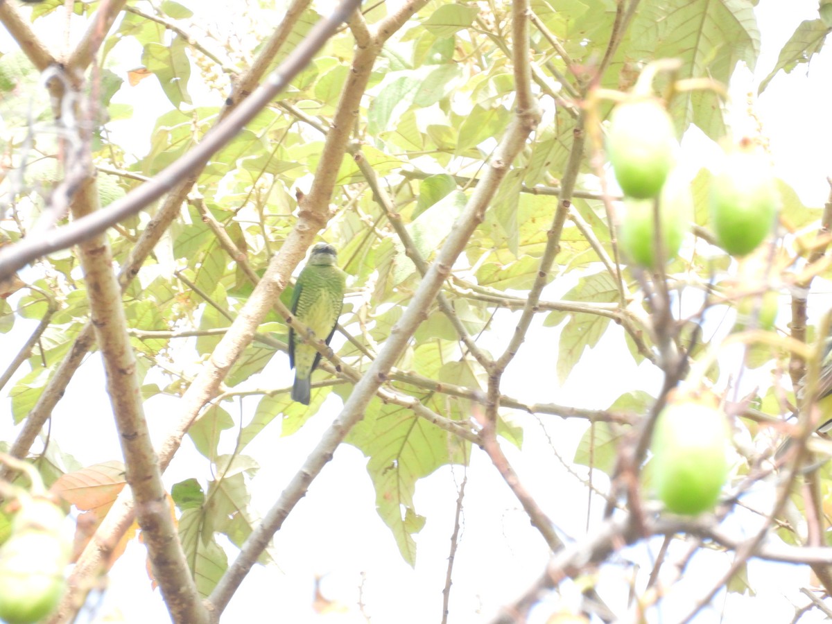 Swallow Tanager - ML620093391