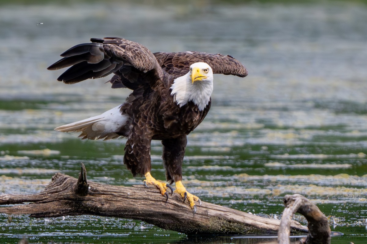 Bald Eagle - ML620093393