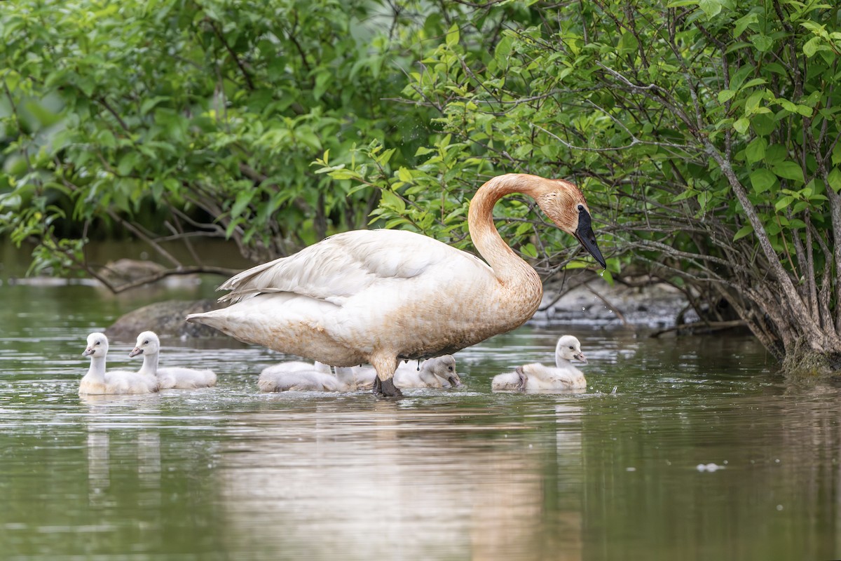 Trompeterschwan - ML620093398