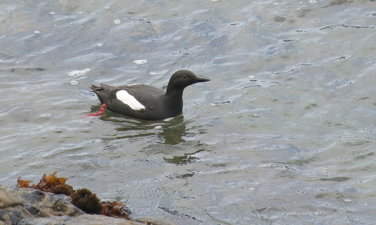 Pigeon Guillemot - ML620093411