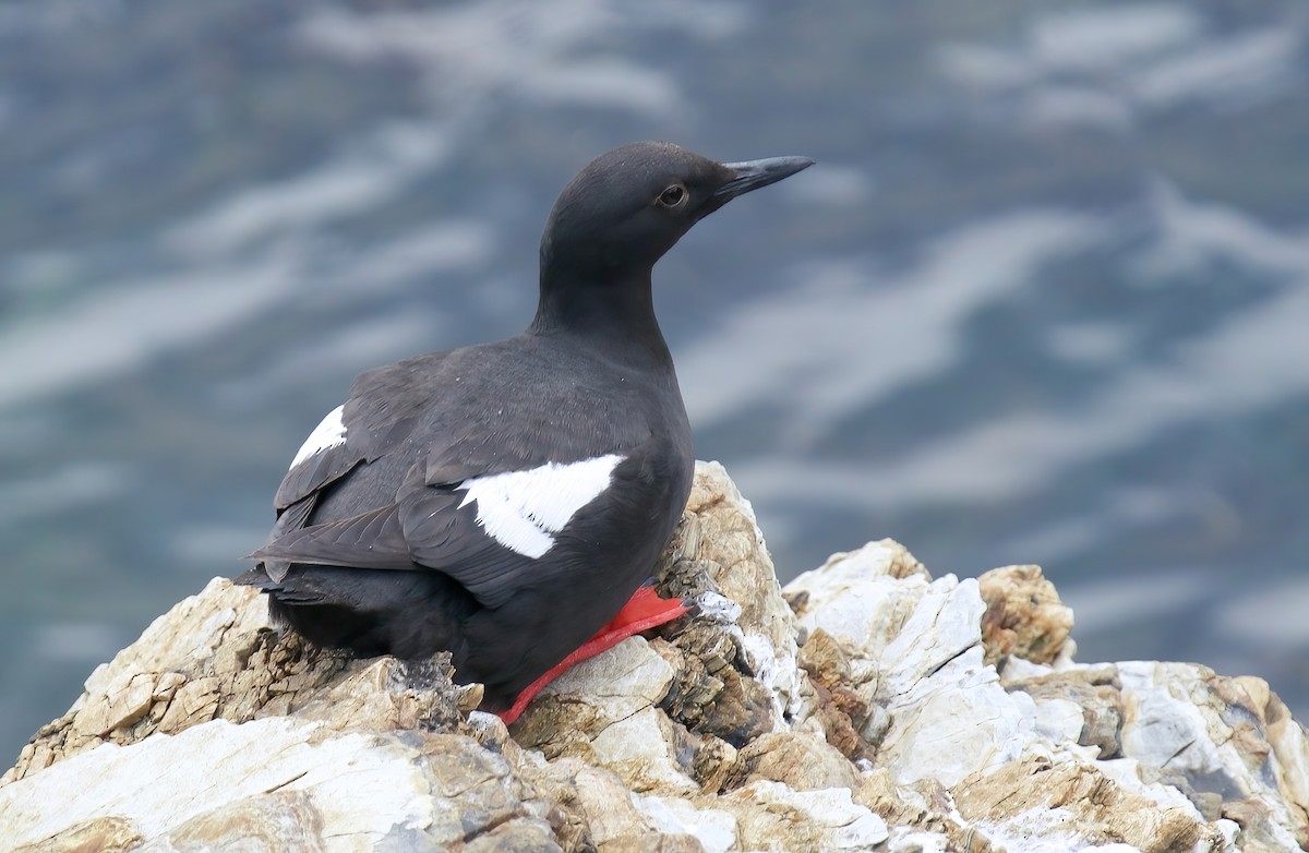 Pigeon Guillemot - ML620093412