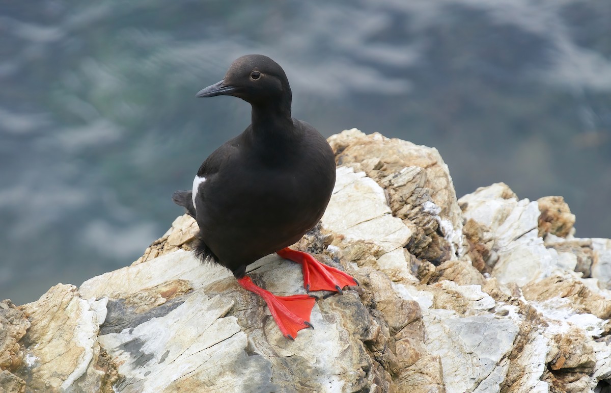 Pigeon Guillemot - ML620093413